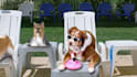 create this funny video ad of dogs chilling at the pool