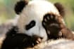 translate english into chinese
