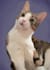 create a digital portrait of your pet