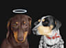 draw a pet to vector portrait