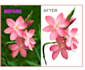 remove background of any image and deliver within one hour