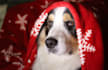 help you train your dog to find truffles