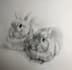 draw your pet in realistic style