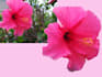 photoshop precisely background removal