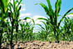 write articles related to agriculture and food security