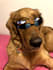 do your pet as a jojo character