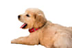 provide background removal in quick delivery