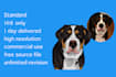 draw your pet into cartoon