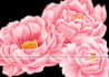 draw flowers for wall art, patterns, prints and textile
