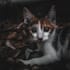 do photo editing in lightroom