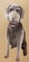 draw pets dogs cats etc