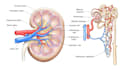 draw colored anatomical graphic illustrations