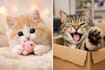 make viral cat videos for tiktok reels youtube shorts