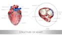 make medical illustrations, anatomy diagrams and presentations
