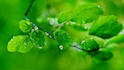 create relaxing rain video with rain sound