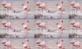 prepare different animals pattern design