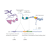create your scientific posters, figures, and illustrations