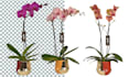 remove background, cut out images express delivery