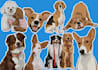 draw cartoon illustration portrait for dog, cat or any pet