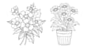 create flower coloring pages for school kids