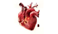 paint anatomic illustration with watercolor