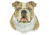 do perfect embroidery digitizing into dst pes in 1 hour