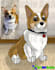 draw a pet in a certain style