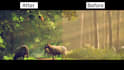 do beautiful video editing in adobe premiere and after efects