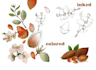 draw flower, plant, fruit digitally
