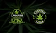 do creative weed, cannabis, marijuana, hemp, cbd logo