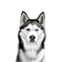 draw minimalist realistic pet vector art