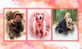 paint watercolor illustration and digital art for your portrait, pet, house