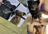 amazing vector pet for you pet lovers