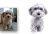 draw your lovely pet in pencil drawing
