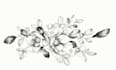draw a custom floral tattoo for you