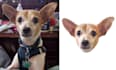 crop out 100 images head within 12 hours