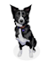 draw your animal pets illustration