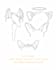 draw the pet ears in 24 hours