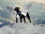 give a pet psychic reading communication any issues best