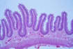 offer histology cell biology mycology task