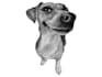 do custom pet portrait, cat portrait, dog portrait drawing