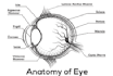 draw professional anatomy and medical illustrations