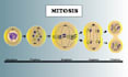 do medical diagram and scientific image illustration