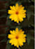 resizing photo quality weak photo to 4k photo resizing