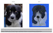 do human, animal pet images to embroidery digitizing in dst