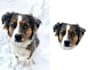 head cropping and remove bg 100 images within 12 hours