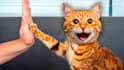 design a amazing youtube thumbnail super fast