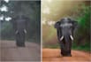 enhance wildlife photos with professional retouching and color grading