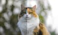 do your pet photo retouching and image editing