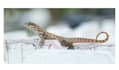write and guest post on HQ pest blog